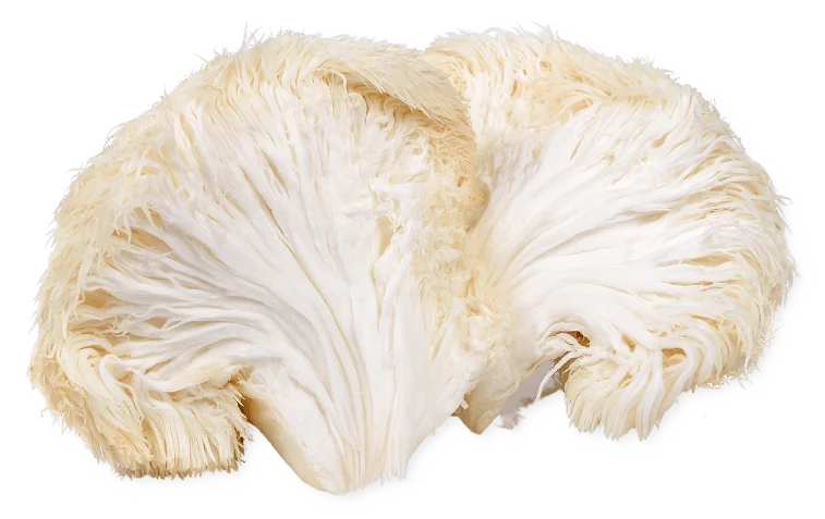 Lion's Mane mushrooms